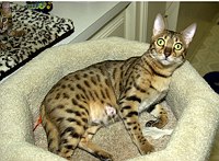 SierraGold Bengals, Gwenivere (with Lancelot to the left)